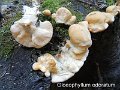 Gloeophyllum odoratum-amf1514